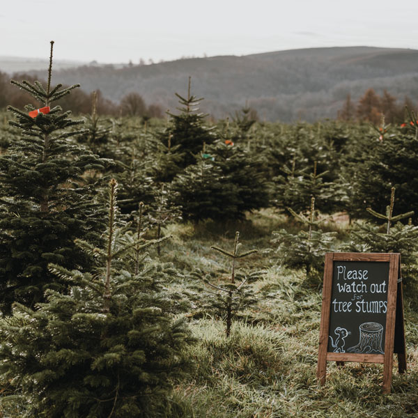 Freshly cut Christmas Trees