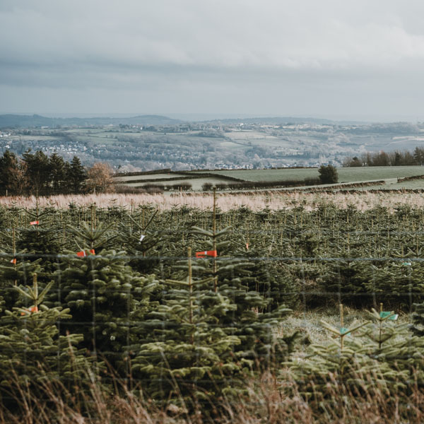 Fraser Fir Christmas Trees