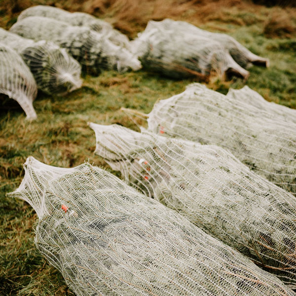 Nordmann Fir Christmas Trees all netted and ready to go