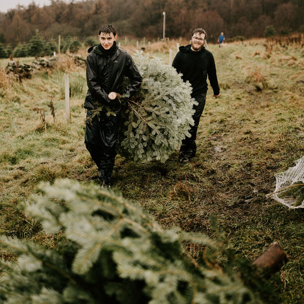 Freshly cut Nordmann Fir Christmas Trees leaving the farm